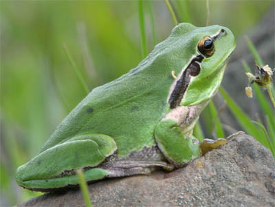 Laubfrosch
